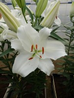 [4291 Mandaro VWS No102.JPG]